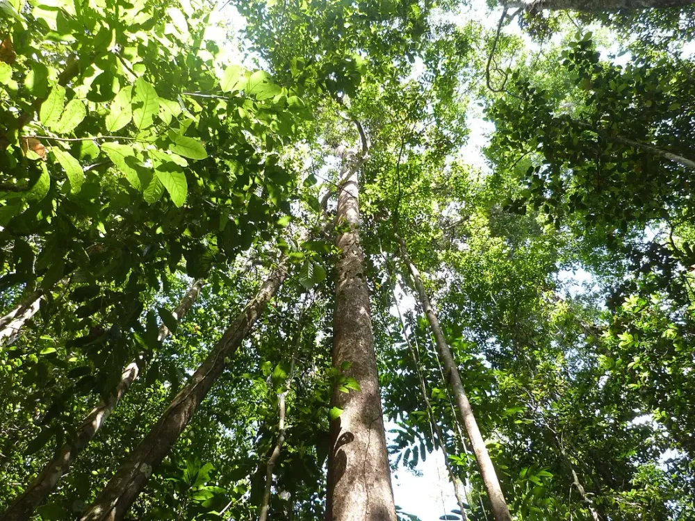 Amazonie française : 6 idées reçues sur la forêt guyanaise