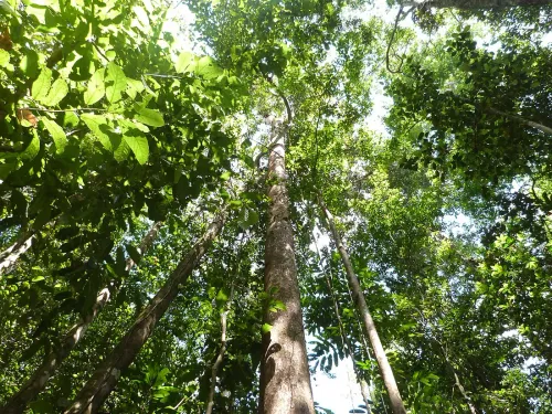 Amazonie française : 6 idées reçues sur la forêt guyanaise