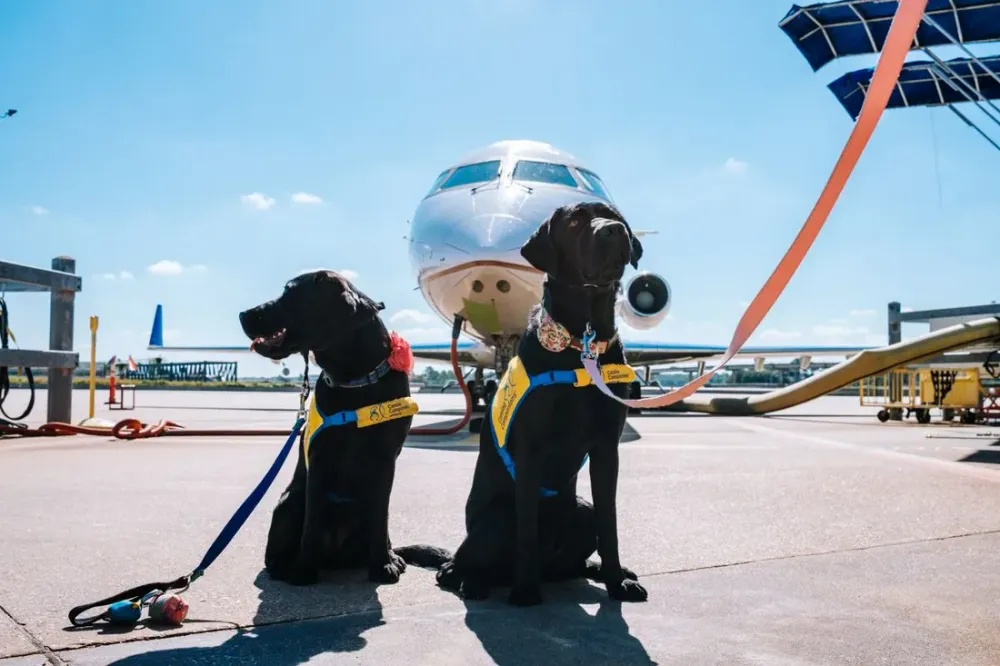 Transporter son animal en avion vers l'outre-mer