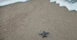 Awala-Yalimapo: Immersion in Kali'na Culture and the Leatherback Turtle Beaches of Western French Guiana