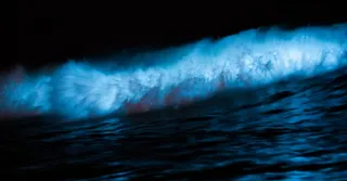 Bioluminescência na Martinica: onde ver a água brilhar à noite