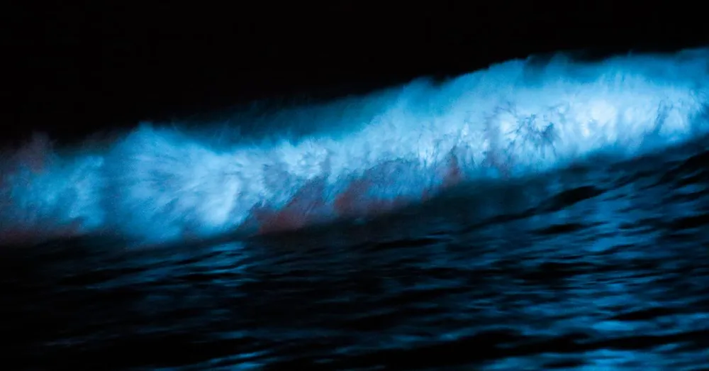 Bioluminescência na Martinica: onde ver a água brilhar à noite