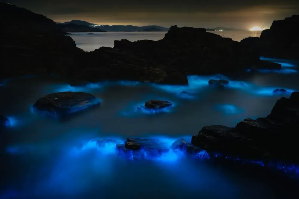 Bioluminescence en Martinique : où voir l'eau scintiller la nuit