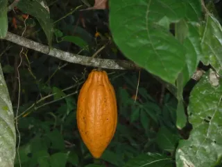 Cacao de Guyane : la filière oubliée et sa renaissance artisanale