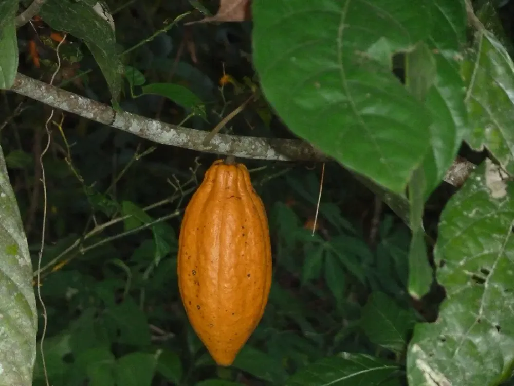 Cacao de Guyane : la filière oubliée et sa renaissance artisanale