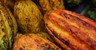 Cacao de Guayana Francesa: el sector olvidado y su renacer artesanal