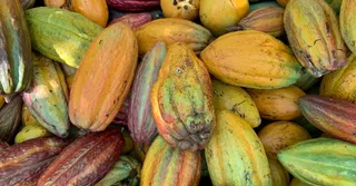 Guadeloupe Cocoa: On the Chocolate Trail in Basse-Terre