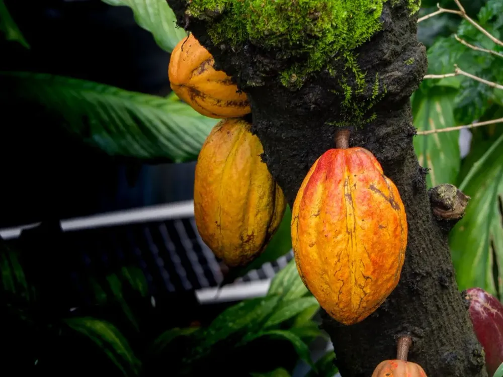 Cacao de Guadeloupe : sur la route du chocolat à Basse-Terre