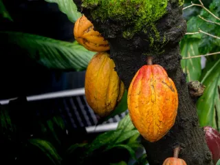Cacao de Guadeloupe : sur la route du chocolat à Basse-Terre