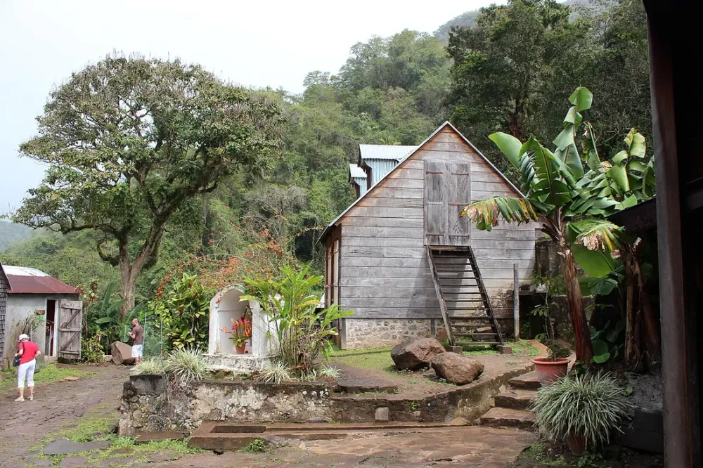 Café de Guadeloupe : la renaissance des producteurs de Vieux-Habitants