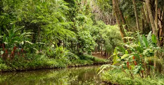 Camp Caïman and the Three Lakes Trail: a nature getaway 45 minutes from Cayenne