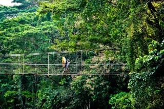 Sentiers de la canopée en Guyane : ponts suspendus et accrobranche pour voir la forêt d'en haut