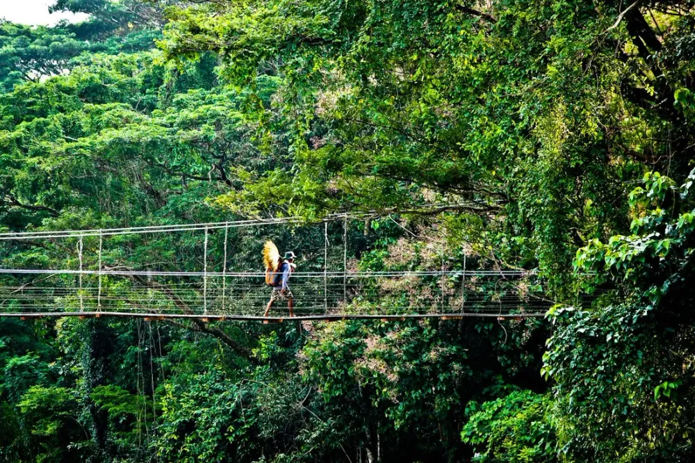 Sentiers de la canopée en Guyane : ponts suspendus et accrobranche pour voir la forêt d'en haut