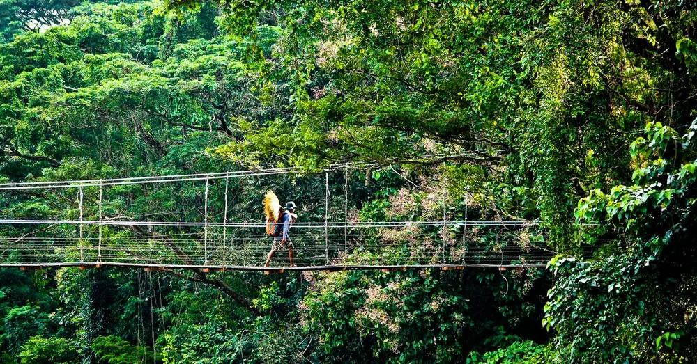 Senderos de la canopia en la Guayana Francesa: puentes colgantes y tirolinas para ver la selva desde arriba