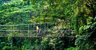 Trilhas no dossel da Guiana Francesa: pontes suspensas e arborismo para ver a floresta do alto