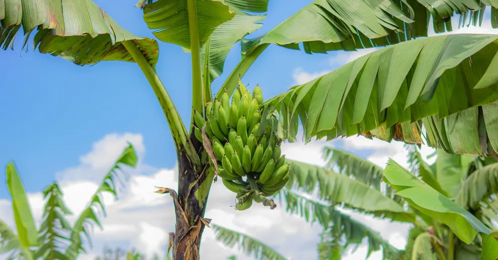 Chlordecone in Martinique: What Every Traveler Should Know