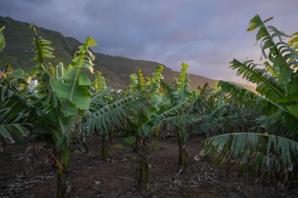 Chlordécone en Martinique : ce que le voyageur doit savoir