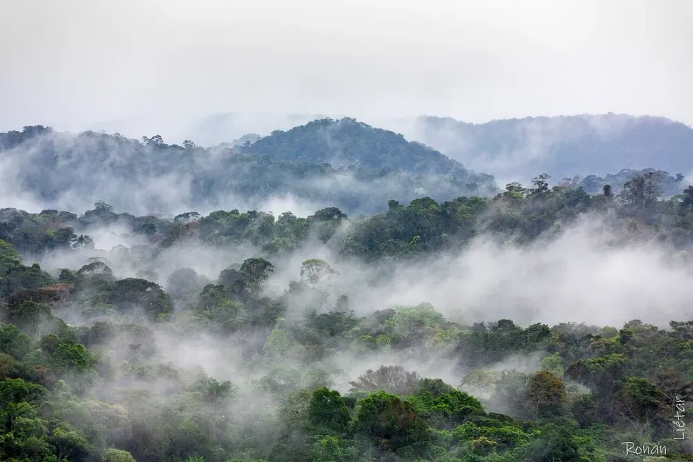 Climat de la Guyane mois par mois : pluie, chaleur et taux d'humidité