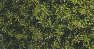 救世群岛与西纳马里的托管服务：押注航天旅游