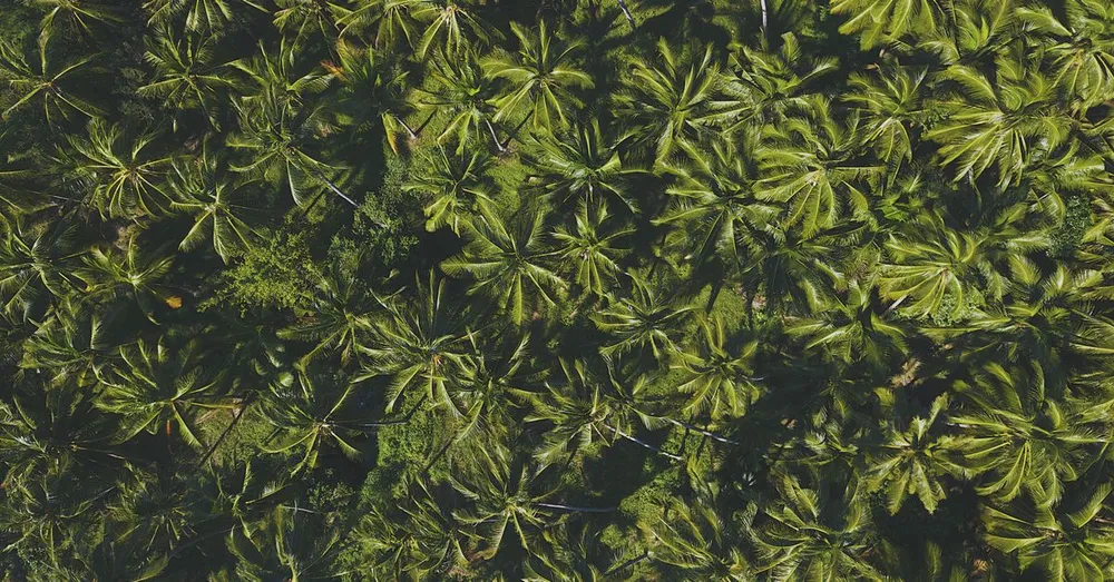救世群岛与西纳马里的托管服务：押注航天旅游