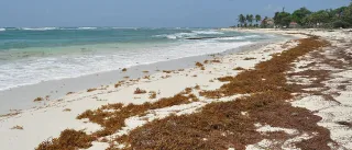 Conciergerie location bord de mer Guadeloupe : gerer sargasses et saisonnalite