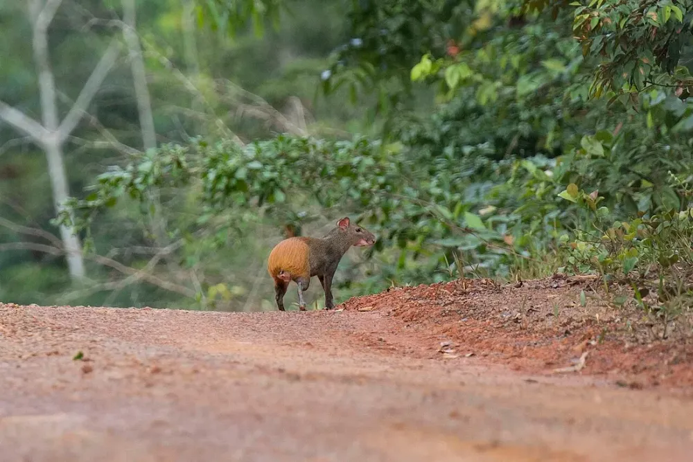 Gibier et plats de brousse en Guyane : pak, agouti et la table de l'intérieur