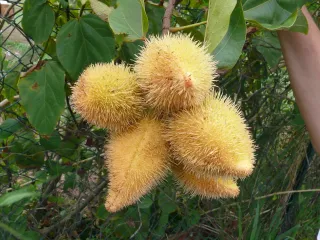 Épices créoles de Martinique : bois d'Inde, piment, roucou et massalé