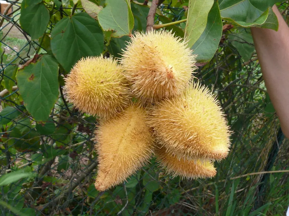 Épices créoles de Martinique : bois d'Inde, piment, roucou et massalé