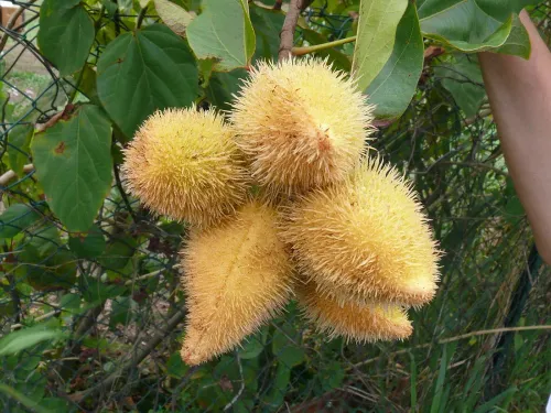 Épices créoles de Martinique : bois d'Inde, piment, roucou et massalé