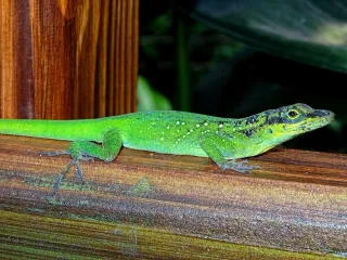 Faune endémique de Martinique : espèces à repérer sur le terrain