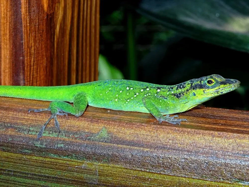 Faune endémique de Martinique : espèces à repérer sur le terrain