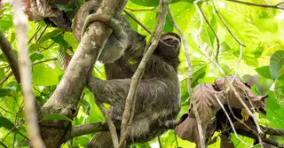 Nocturnal wildlife of French Guiana: a real Amazon safari for sloths, jaguars and anteaters