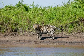 Faune nocturne de Guyane : safari paresseux, jaguars et fourmiliers, le vrai amazonien