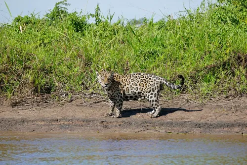 Faune nocturne de Guyane : safari paresseux, jaguars et fourmiliers, le vrai amazonien