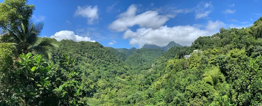 Forêt tropicale en Martinique : randonnées et gommiers du Nord Caraïbe