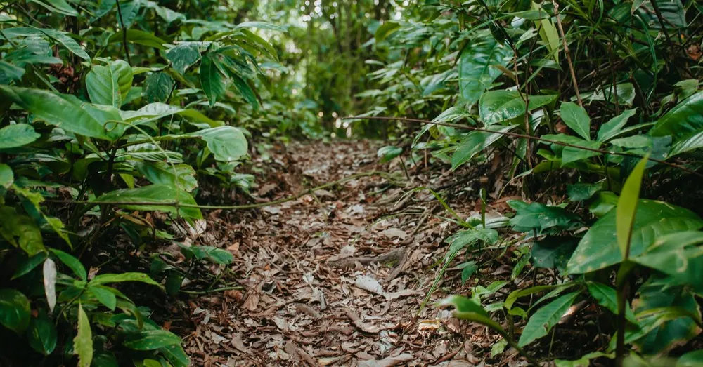 Selva tropical en Martinica: senderismo y gomeros del Norte Caribe