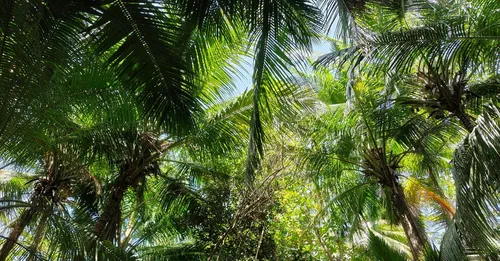 Le Gros-Morne : la Martinique de l'intérieur, rivière et saut Argis