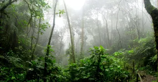 La Guayana Francesa en temporada de lluvias: qué hacer cuando llueve (guía de campo)
