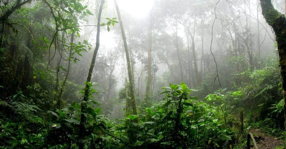 Guiana Francesa na estação das chuvas: o que fazer quando chove (guia de campo)