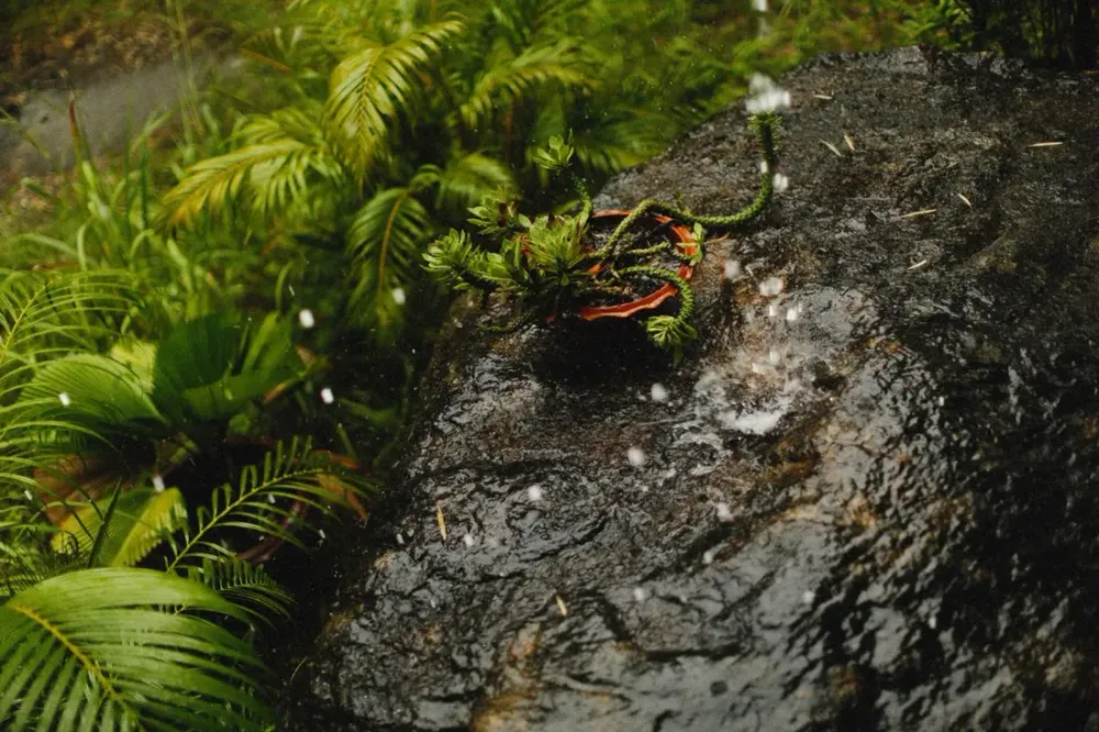 Guyane en saison des pluies : que faire quand il pleut (guide terrain)