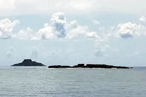 Île du Grand Connétable : l'unique réserve marine de Guyane et sa colonie de frégates