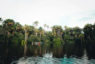 Observer le jaguar et la faune amazonienne en Guyane : le guide pour des rencontres éthiques