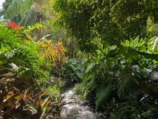 Le Jardin de Balata en Martinique : tarifs, horaires et visite (2026)