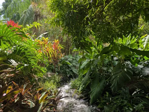 Le Jardin de Balata en Martinique : tarifs, horaires et visite (2026)