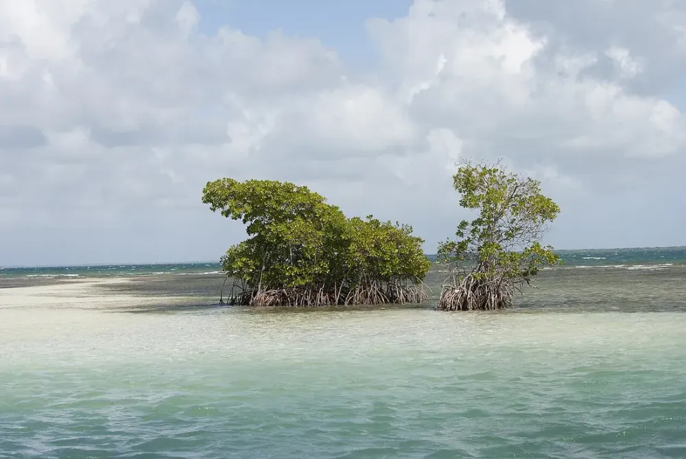Kayak dans la mangrove du Grand Cul-de-Sac Marin : départ de Sainte-Rose ou Vieux-Bourg