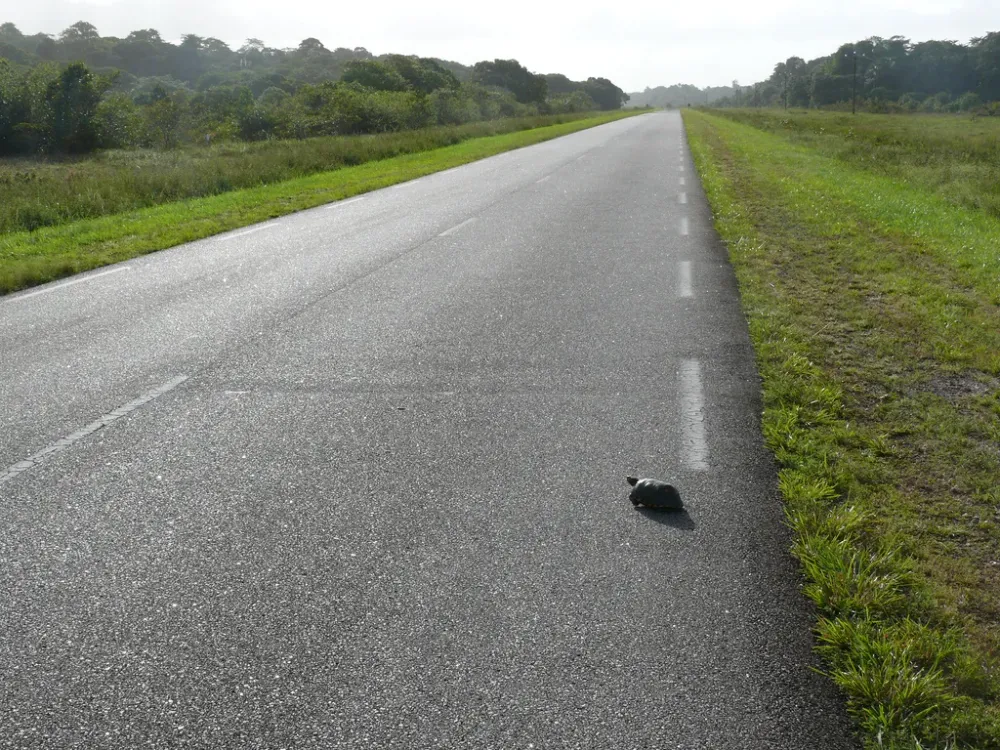 Louer une voiture en Guyane : pièges et conseils de la RN1 à la RN2