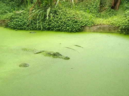 Macouria et Montsinéry : crocodiles, zoo et table de l'Ouest cayennais