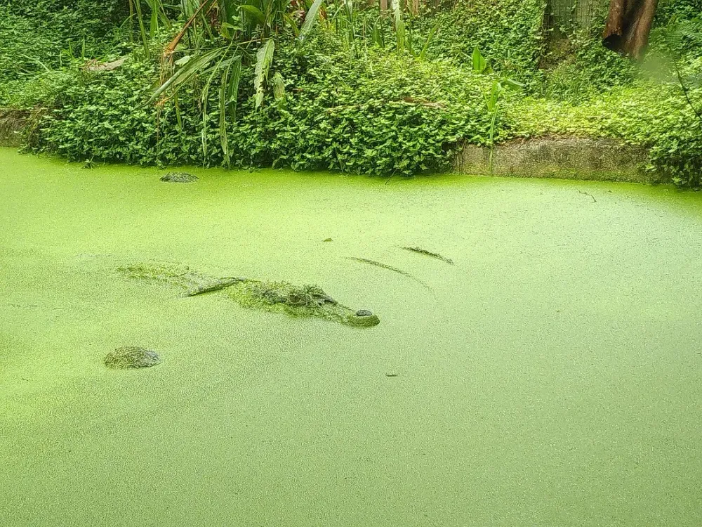 Macouria et Montsinéry : crocodiles, zoo et table de l'Ouest cayennais