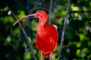 Macouria et le Zoo de Guyane : la faune amazonienne en famille, sans frustration