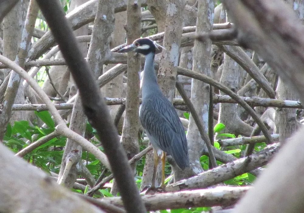 Faune de la mangrove du Grand Cul-de-Sac Marin en kayak